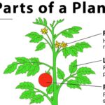 Parts of Plant and their Functions