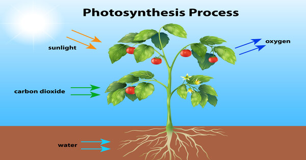 Photosynthesis Process