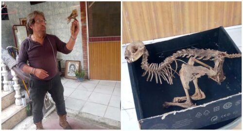 Mysterious Skeletons