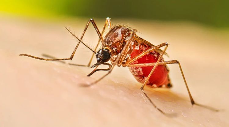 Dengue mosquito