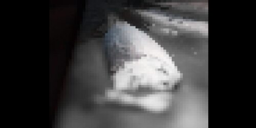 Palawan, Human Arm 2