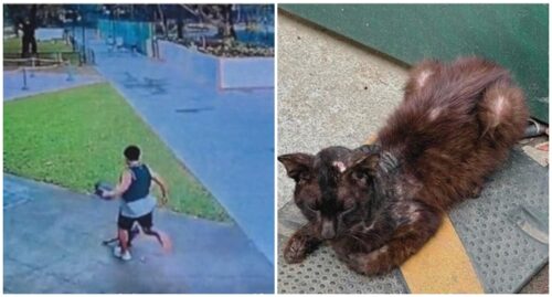 Community Cat