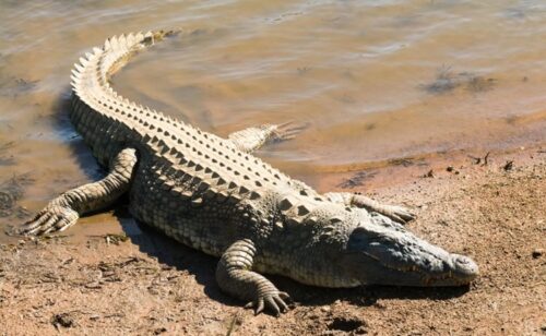 Crocodile