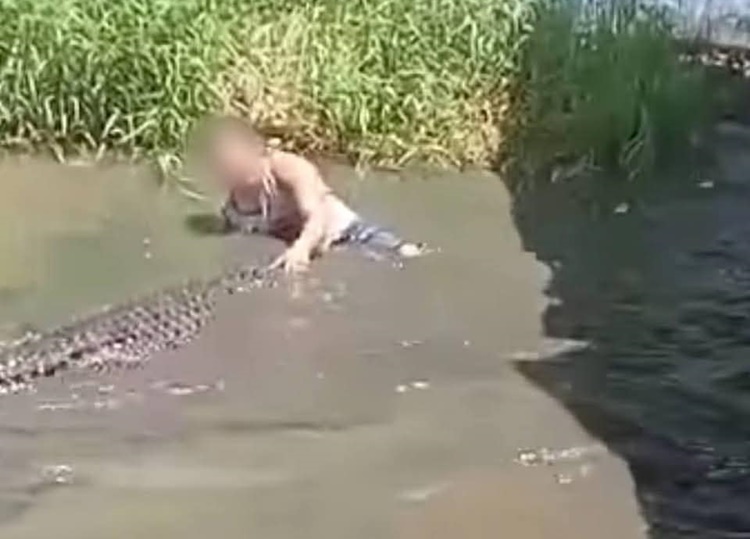 Crocodile