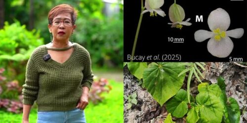 Doris Bigornia, begonia dorisiae 5