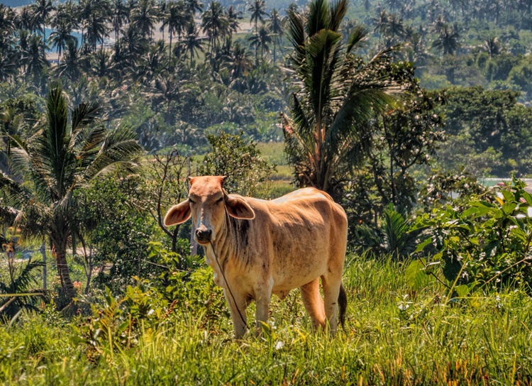Cow