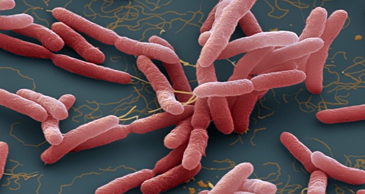 Glanders Disease