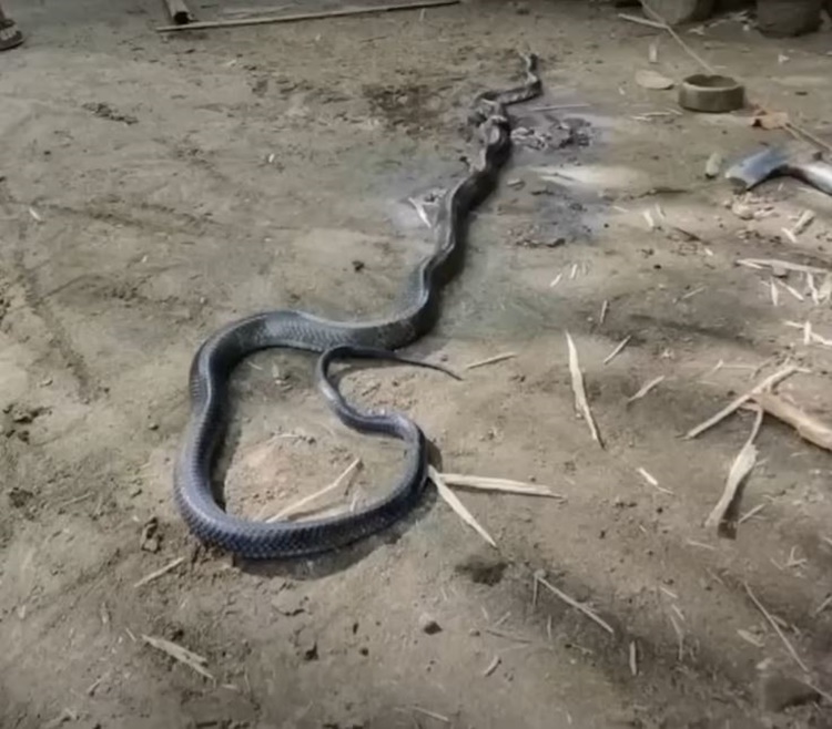 Cobra Bite
