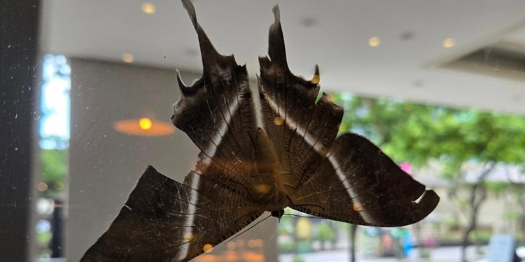 tropical moths in Manila