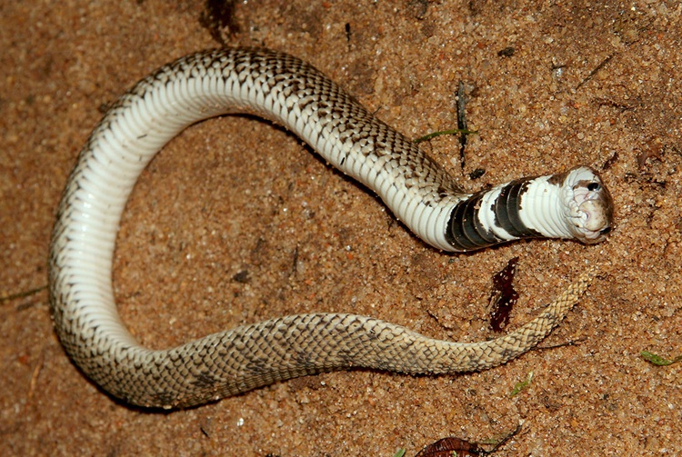 Cobra