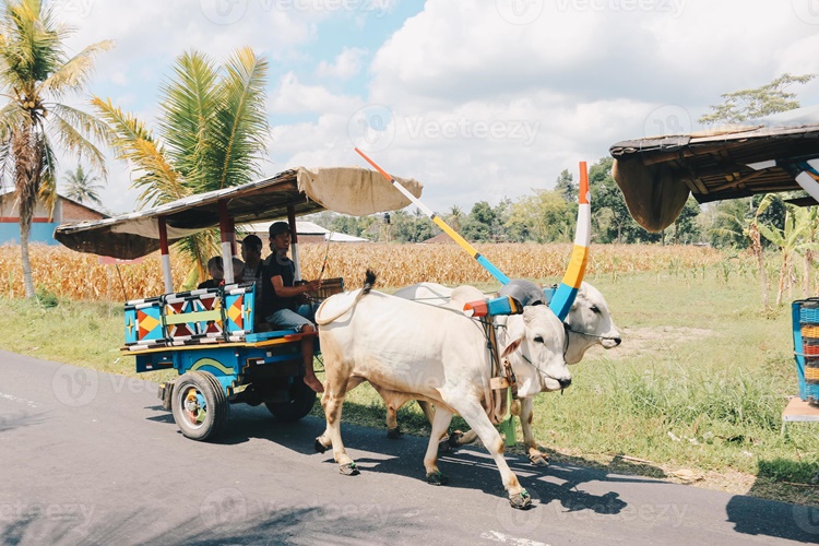 Cow