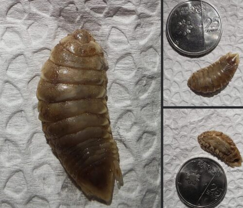 Female Content Creator