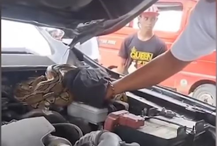 Python Snake