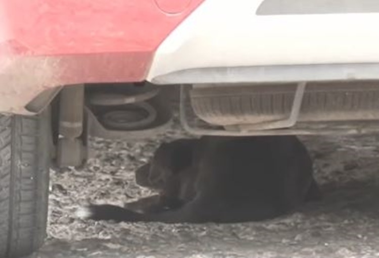 Stray Dog