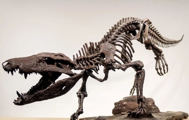 New Crocodile Species