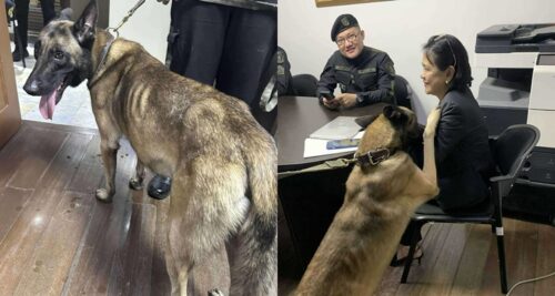 Viral K9 Dog