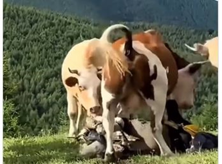 Cows