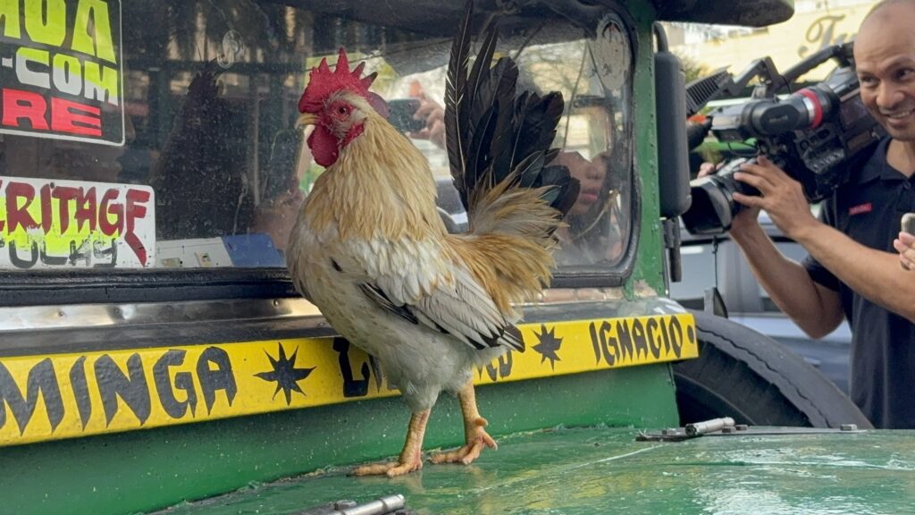 Jeepney Driver