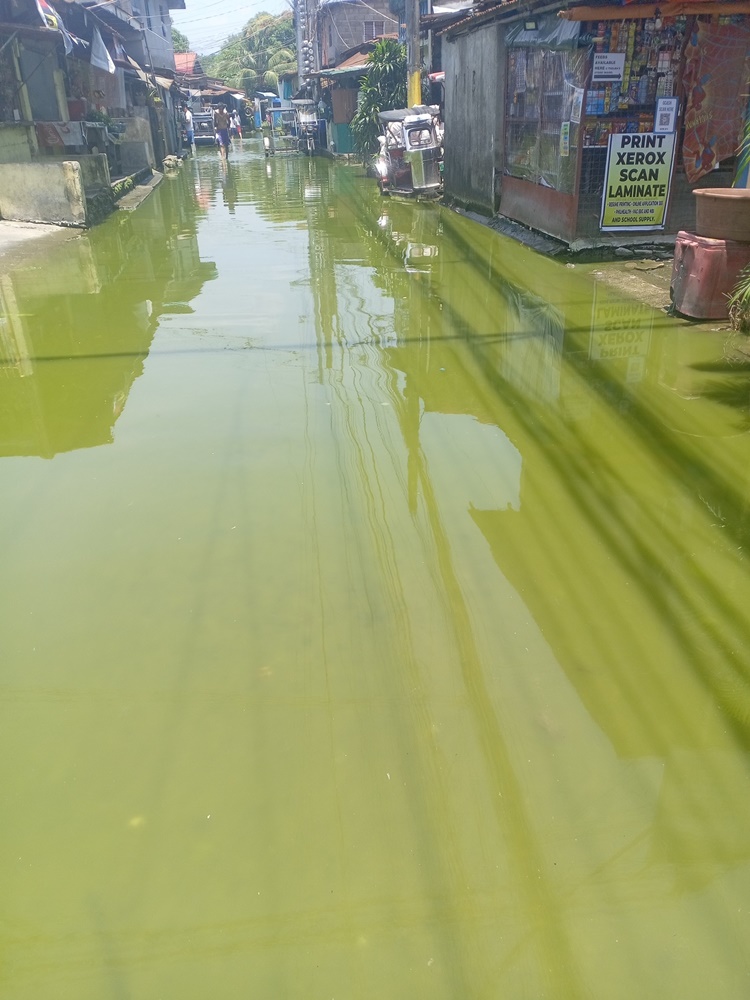 Matcha Flavor