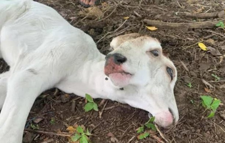 Two-Headed Calf