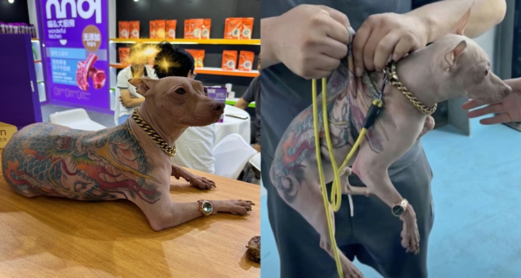 Tattooed Dog