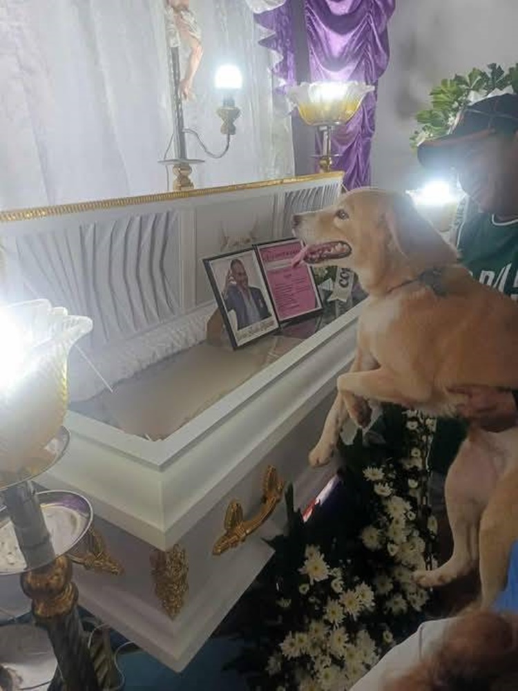 Faithful Dog