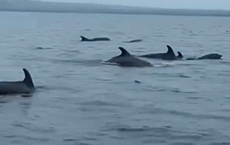 Dolphins