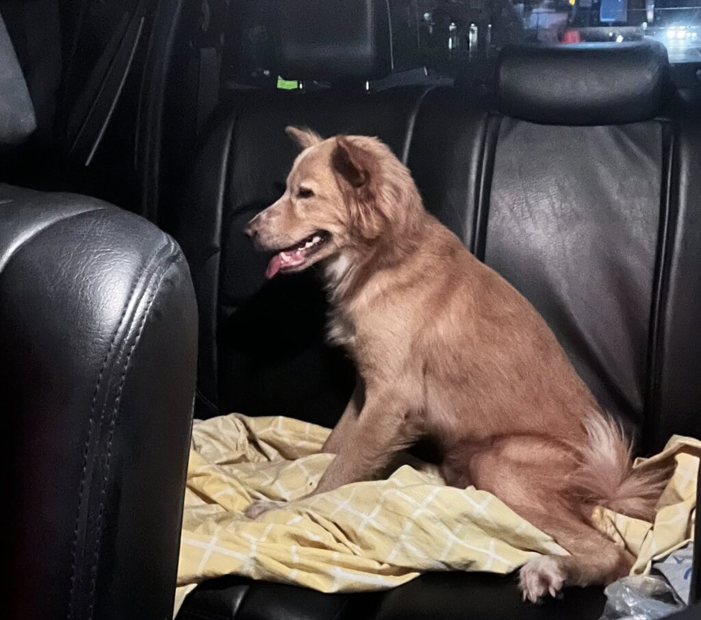 Hero Dog