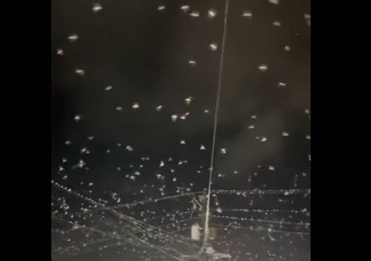 Insects