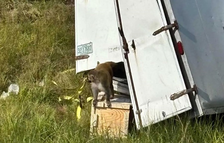 Monkeys
