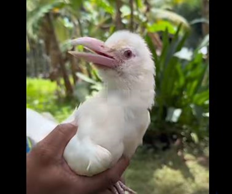 Rare White Crow