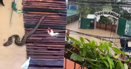 Crocolandia Typhoon Tino Cebu