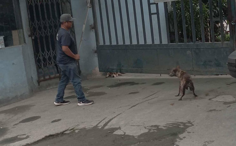 Dog Impounding Operations