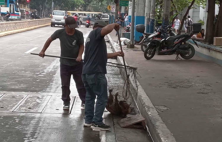Dog Impounding Operations