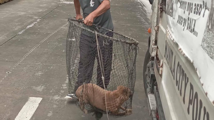 Dog Impounding Operations