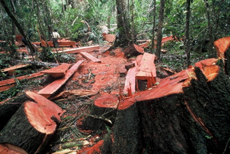 Illegal logging