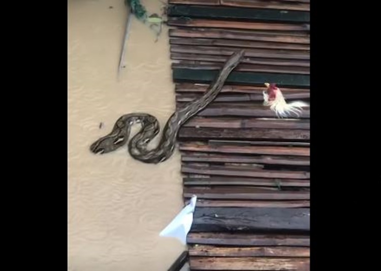 Huge Snake