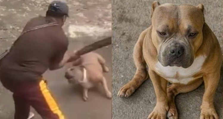 Viral Dog Axle