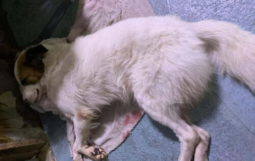 Aspin Dog