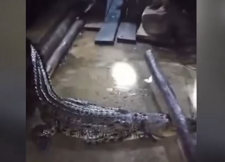 Crocodile Attack