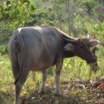 Female Carabao