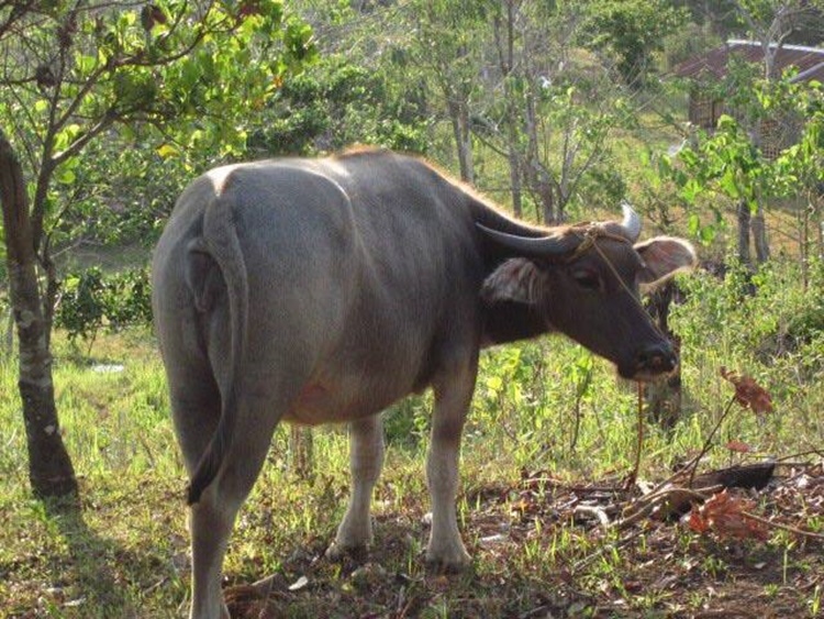 Female Carabao
