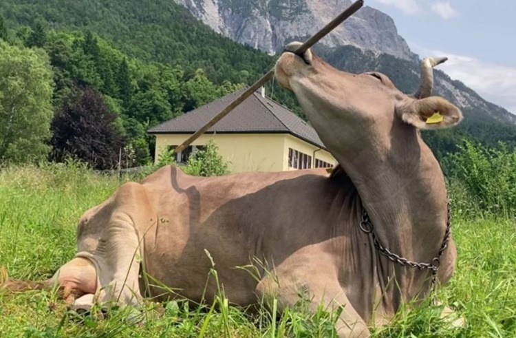 Cow