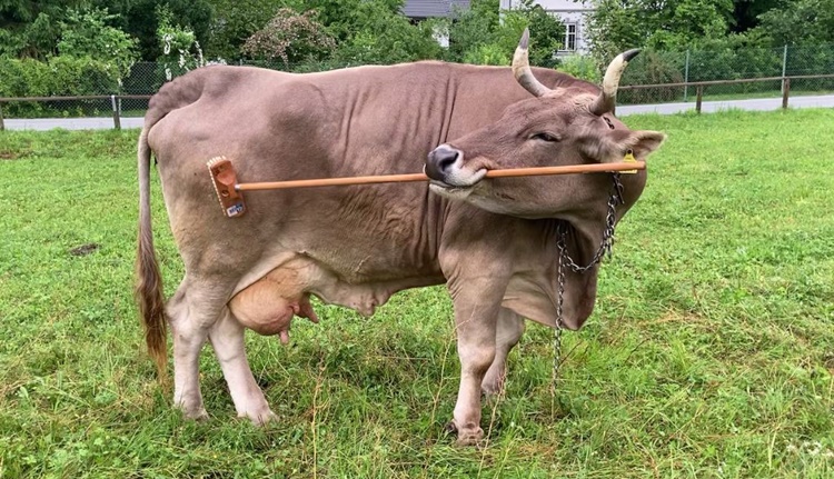Cow