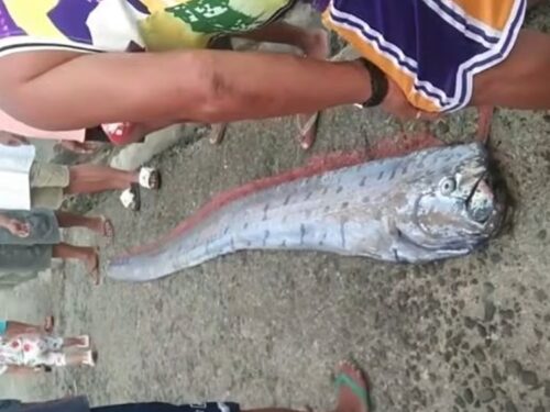 Giant Oarfish