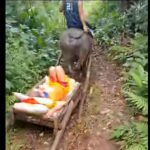 Bedridden Elderly Man