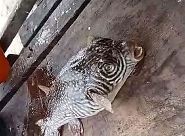 Pufferfish