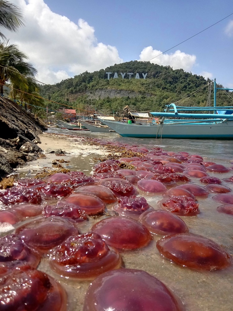 Jellyfish