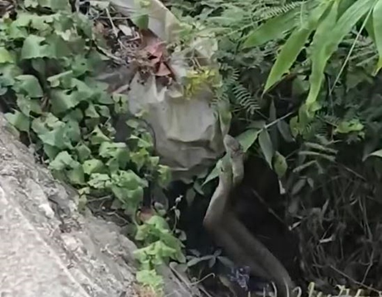 Philippine Cobras