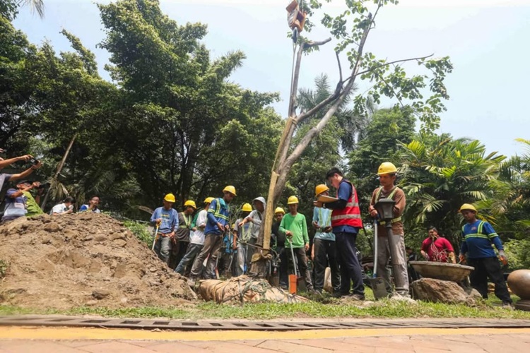 DENR planting Narra tree 1